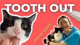 Fixing my cats teeth