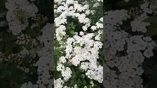 Спирея Вангутта - снег в Мае