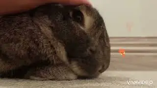 Bunny nose