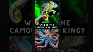 Octopus vs Chameleons - Who changes color faster and better? 