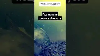 Где искать леща в Августе? #рыбалка #лещнафидер #лещ
