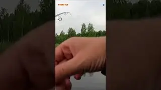 #shorts ЗАКИНУЛ ПАУЗА... И КРАСНОПЕРКА НА ПОПЛА ПОППЕР