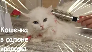 Cat Zephirka in a beauty salon. New hairstyle