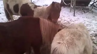 2. Koniki Przy Sianie
