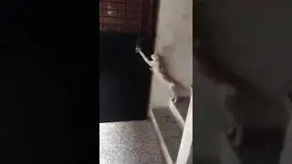 KES PINTU DI KETUK TENGAH MALAM AKHIRNYA TERJAWAB!!!!