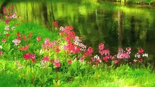 Flowers 53   Video Background HD 1080p