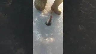 ПОЙМАЛ ХОРОШУЮ ЩУКУ НА БАЛАНСИР#fishingvideo #щука #щуканабалансир #балансир #shorts