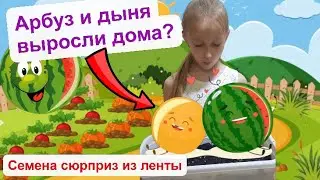 Семена ЛЕНТА. Арбуз вырос дома. Посадили дома дыню. Влог. Домашний огород.