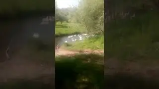 Kazların çay keyfi