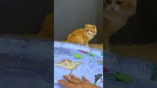 Kolam ikan mainan untuk para anabul 😍 #kucinglucu #catlover #mainankucing #kucing