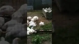 Розводимо бройлерів в домашніх умовах. Частина 5. Птахівництво.
