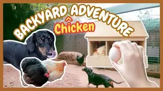 NEW Build 2023 | Chicken Coop Tour 🐔🏡