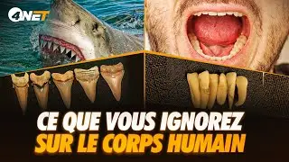 Vos DENTS sont aussi SOLIDES que celles des REQUINS : DÉCOUVREZ POURQUOI !