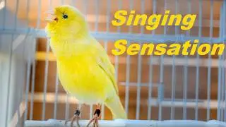 How to make your canary sing