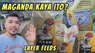 Maganda kaya ang epekto sa bagong brand ng feeds sa manok?