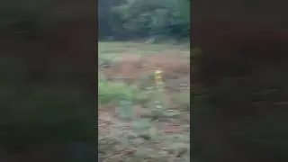 Коровы посуться после электро пастуха