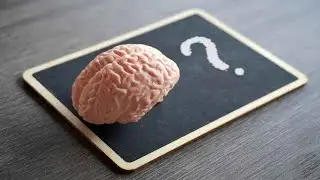 LA CONFUSION CEREBRO VS MENTE