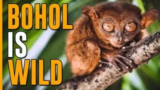 BOHOL PHILIPPINES IS A MUST!