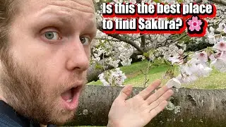 Hunting for Cherry Blossoms in Kansai 🌸