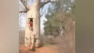 Baobabs converted into water reservoirs in Ampotaka, Madagascar