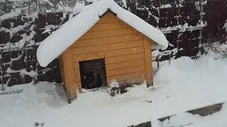 29 марта 2023 года. Не спешите открывать розы, ведь зима вернулась!