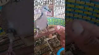 Terapi Derkuku agar jinak dan gacor