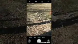 I Found A Fallen Tree In The Forest!