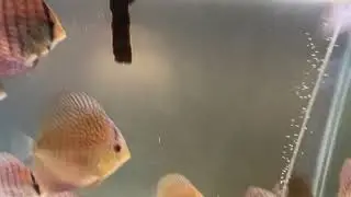 Discus Aquarium Fish