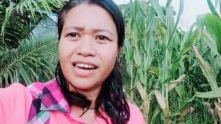 Corn.Mais Planting Update. 98 days after planting, ano na ba ang progress ng ating Mais?