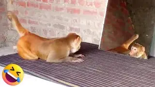 TROLLANDO MACACOS COM ESPELHO 🤣 | MIRROR VS MONKEYS