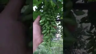 Оидиум на винограде. Высокая температура и высокая влажность способствуют развит. оидиум. СЕРА