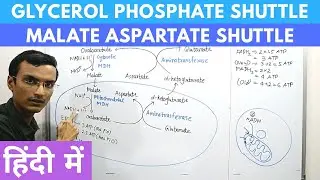 Glycerol Phosphate Shuttle and Malate Aspartate Shuttle in Hindi