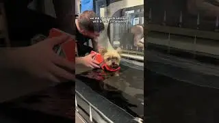 Ducky’s 1st hydrotherapy session 🐥💦 When we got his DNA test back it said he was prone to IVDD.