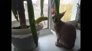 кошка сфинкс и попугай