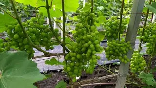 Вкусняшка ( Голуб А. А) - урожайность и опыление радуют!