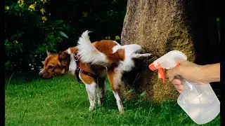 NO VAN a volver a orinar perros ni gatos, ni mascotas, increíble