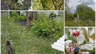 В поисках укропа... Сад и огород.