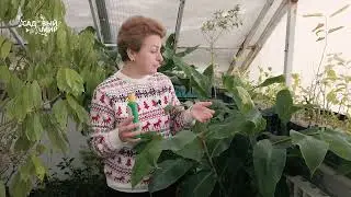 Уход за экзотическими растениями зимой