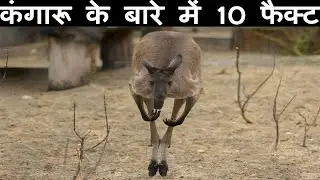 10 Incredible Facts About Kangaroos
