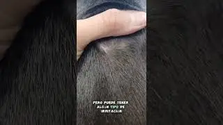 🐾 CONSEJOS PARA PERROS DE PELO CORTO 🐶