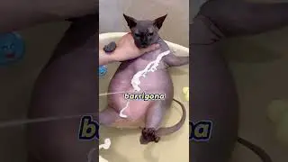 Banho de Gato Extremo Ele Ficou Preto de Sujeira! 🐱🧼