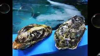 Устрицы купить в Екатеринбурге