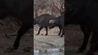 Buffalo Herd Around the Waterhole