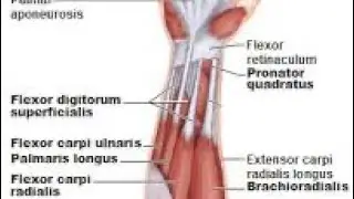 How to scrape the forearm
