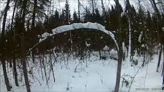 охота на зайца беляка с русской гончей.13 заяц сезона