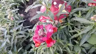 Шмель работает