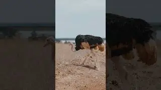 The Giant Vulture Gidh😳💥🦅#shorts#gidha#youbtubeshorts#viralvideo