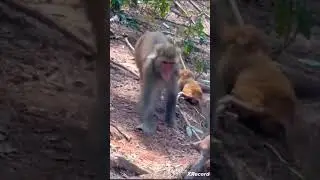 Poor baby monkey
