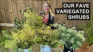 Six Best Variegated Shrubs