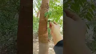 Kamias panglagay sa paksiw, #kabesheymixvlog #shortvideo #kamias